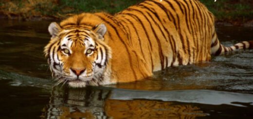 facts about tiger