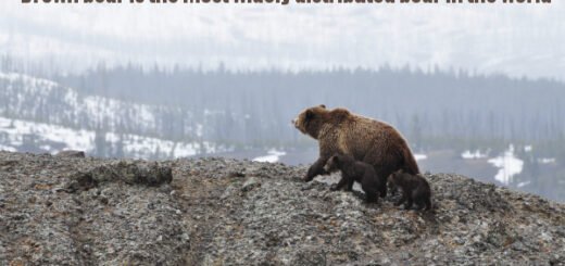 bear facts