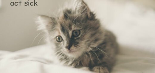 cat facts