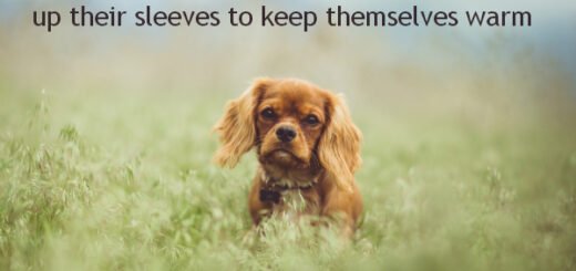 dog facts