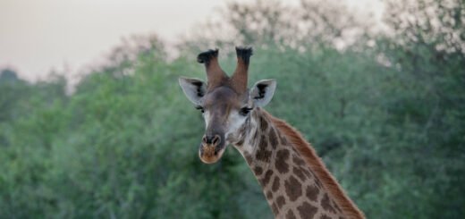 giraffe facts