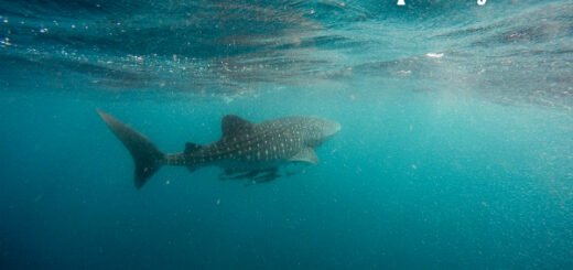 shark facts
