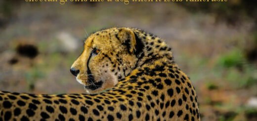 cheetah facts