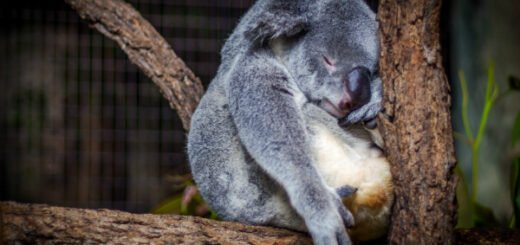 koala facts