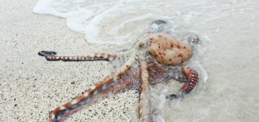 octopus facts