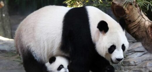 panda facts