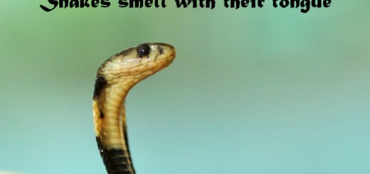 snake facts