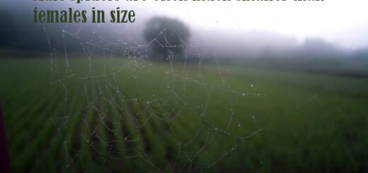 spider facts