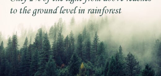 amazon rainforest facts