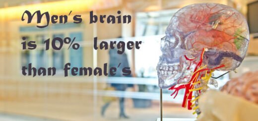 brain facts