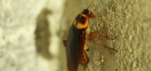 cockroach facts