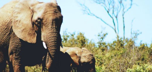 elephant facts