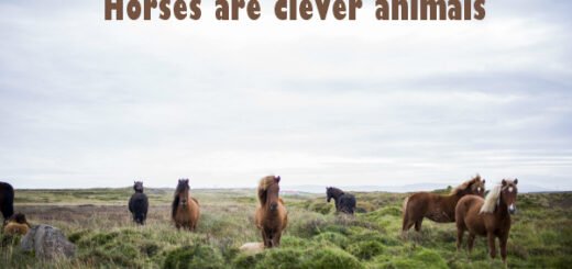 horse facts