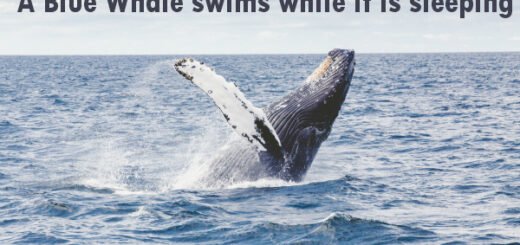 blue whale facts