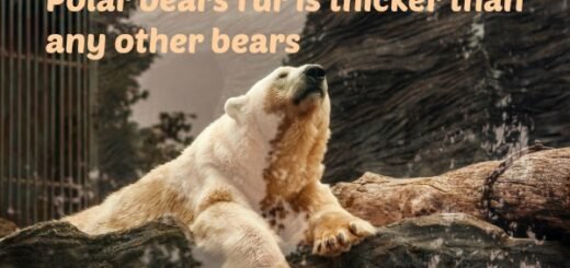 polar bear facts