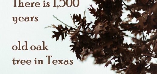 texas facts