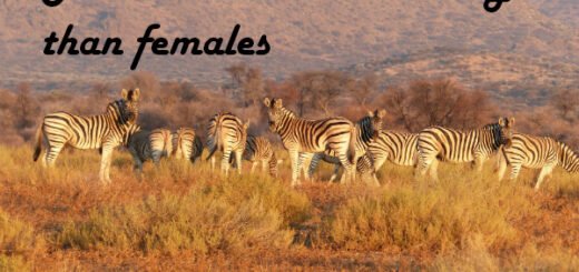 zebra facts