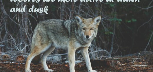 wolf facts