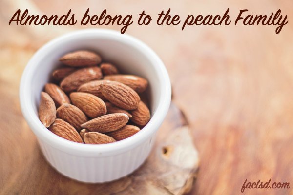 food facts