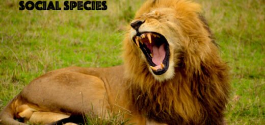lion facts
