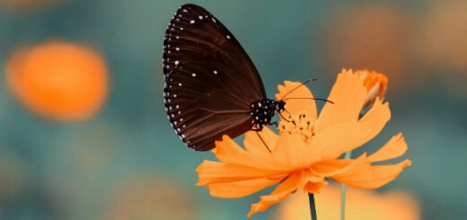 butterfly facts