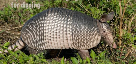 armadillo facts