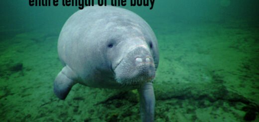 manatee facts