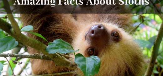 sloth facts: sloth hanging from a tree