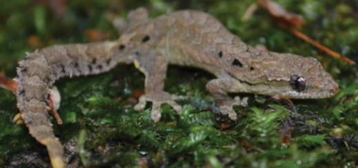 Mourning Gecko, or Lepidodactylus lugubris, sitting on some grass