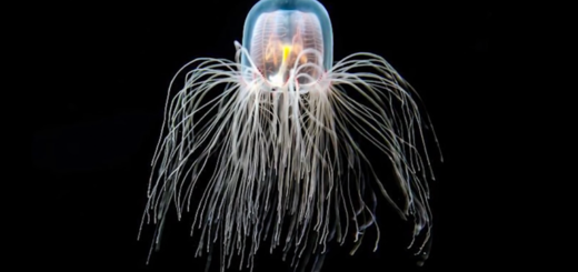 immortal jellyfish on a black background
