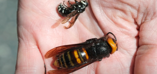 person holding dead murder hornets in the palm of their hand