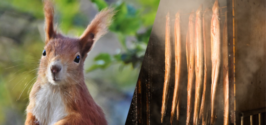 Facts About Strange Forms of Currency, squirrel and eels