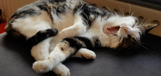 Cat Yawning