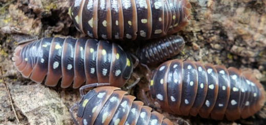 Armadillidium klugii "Montenegro" with permission from Smug-Bug.com