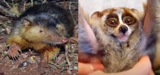 Venomous mammals