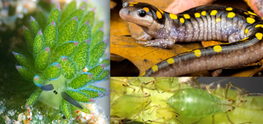 Solar-Powered Animals