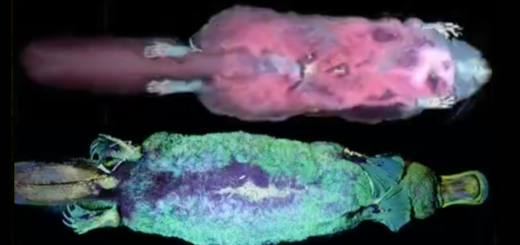 Mammals That Glow Under a Blacklight