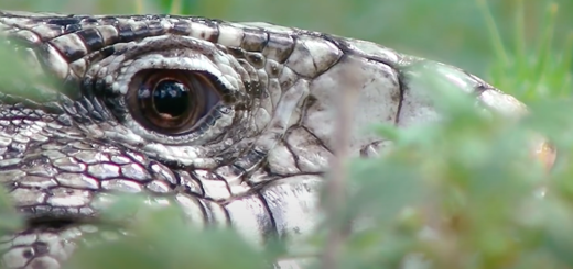 Argentine Tegus
