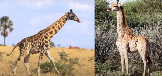 dwarf giraffes