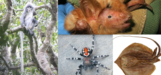 New Species Discovered in 2020