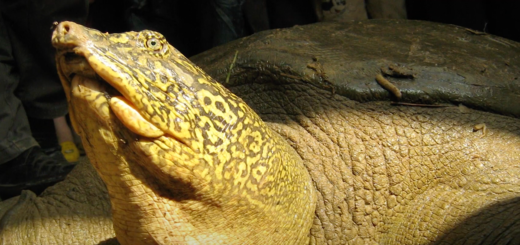 softshell turtle