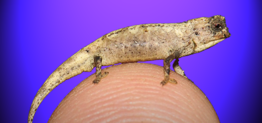 Smallest Reptile