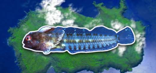 pandemic blenny new fish species set over australia